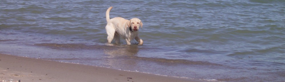 Tierheilpraxis Lindlar